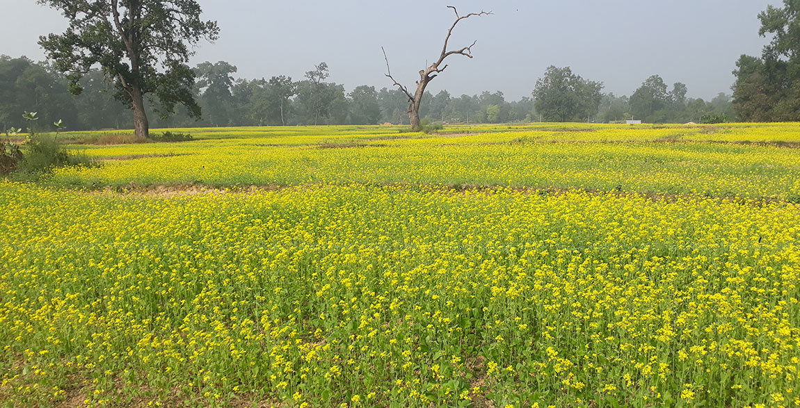 किसानले मूलाको विकल्पमा तोरी लगाउन थाले